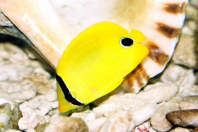 Chaetodon andamanensis